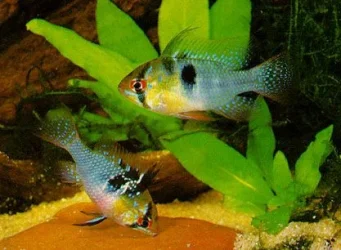 Mikrogeophagus ramirezi pair1.webp