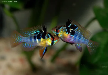 Mikrogeophagus ramrirezi wild pair.webp