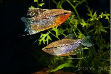 Trichogaster-leerii-pair.jpg