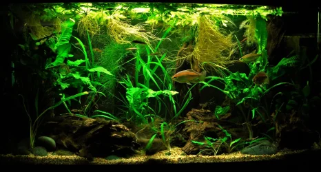 33g Nov 15-2018.webp