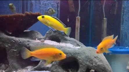 lemon lab..webp