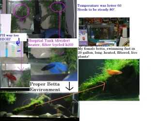 Betta Rescue Dec 16 2009.webp