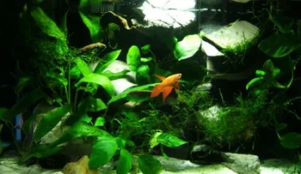 Betta.webp