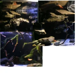 zzz Orange Betta in 75 Sept 19 2009.webp