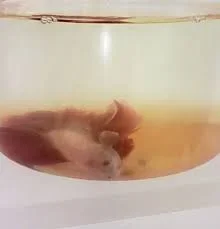 betta 1.webp