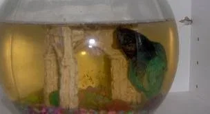 betta 2.webp