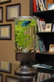 betta 5.webp