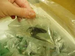 betta 6.webp
