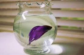 betta 7.webp