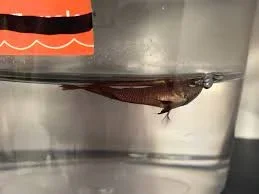 betta 10.webp