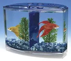 betta 11.webp