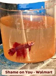 betta 45.webp