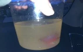 betta 56.webp