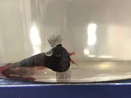 betta9.webp