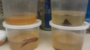 betta8.webp