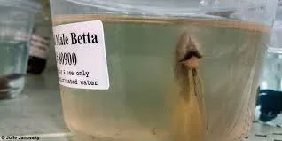 betta589.webp