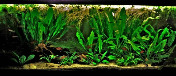 70g April 20-18 (1).webp