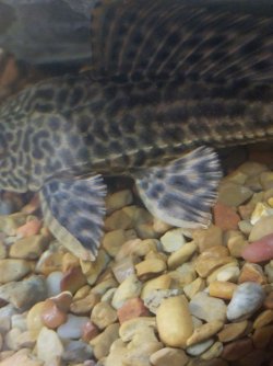 pleco 2019.jpg