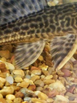 pleco- 2019.jpg