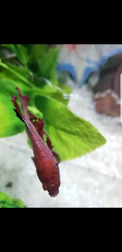 Screenshot_20190105-140311_Gallery.webp