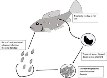 618px-Life_cycle_of_Ichthyophthirius_multifiliis.webp