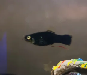 fish 2.webp