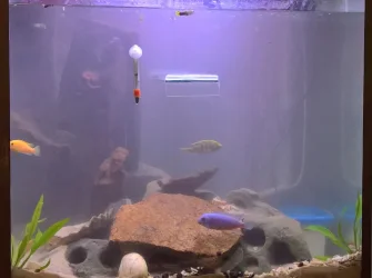 dirty tank.webp