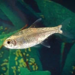 Hemigrammus rodwayi1 (wild).webp