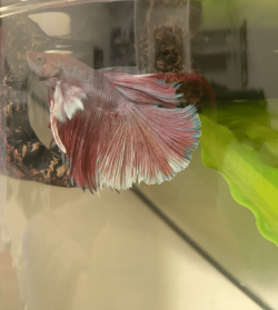 Betta Image Correct .png Betta Image Correct .png