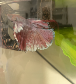 Betta Image Correct .png