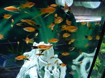 DSCN4654 (640x480).jpg