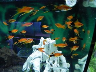 DSCN4650 (640x480).jpg