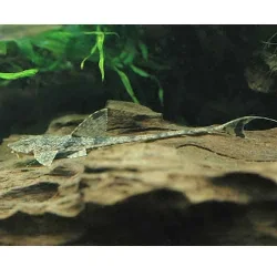 Rineloricaria parva1.webp