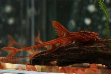Rineloricaria sp. L010a-1.webp