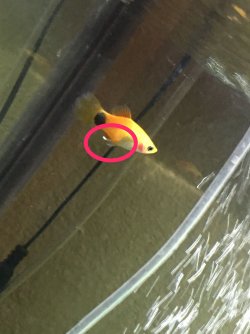 White String Coming From Fish