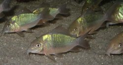 Corydoras [Brochis] splendens1.jpg