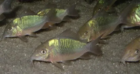 Corydoras [Brochis] splendens1.webp