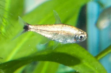 Alestes humilis [Brass_Tetra].webp