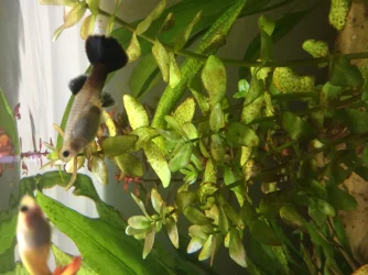 Guppy 1.webp