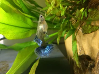 Guppy 2.webp