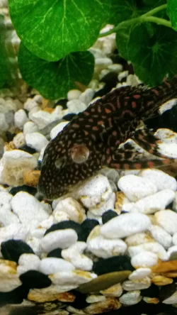 hole in head pleco.webp