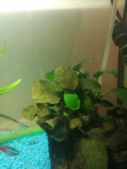 anubias.jpg