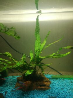 java fern.jpg