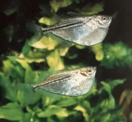Gasteropelecus sternicla.webp