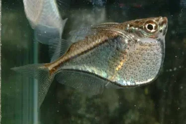 Carnegiella marthae (2).webp