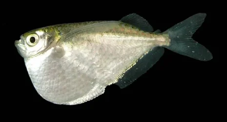 Thoracocharax-stellatus-upper-Purus.webp