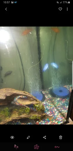 Screenshot_20190406-225720_Gallery.webp