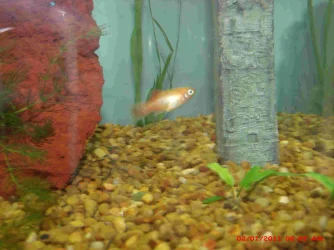 2019 fish.webp