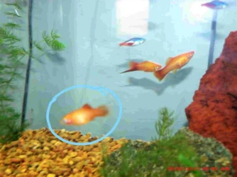 2 fish post .webp