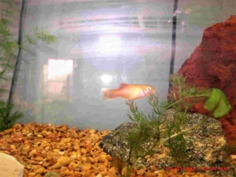 1 fish post .webp